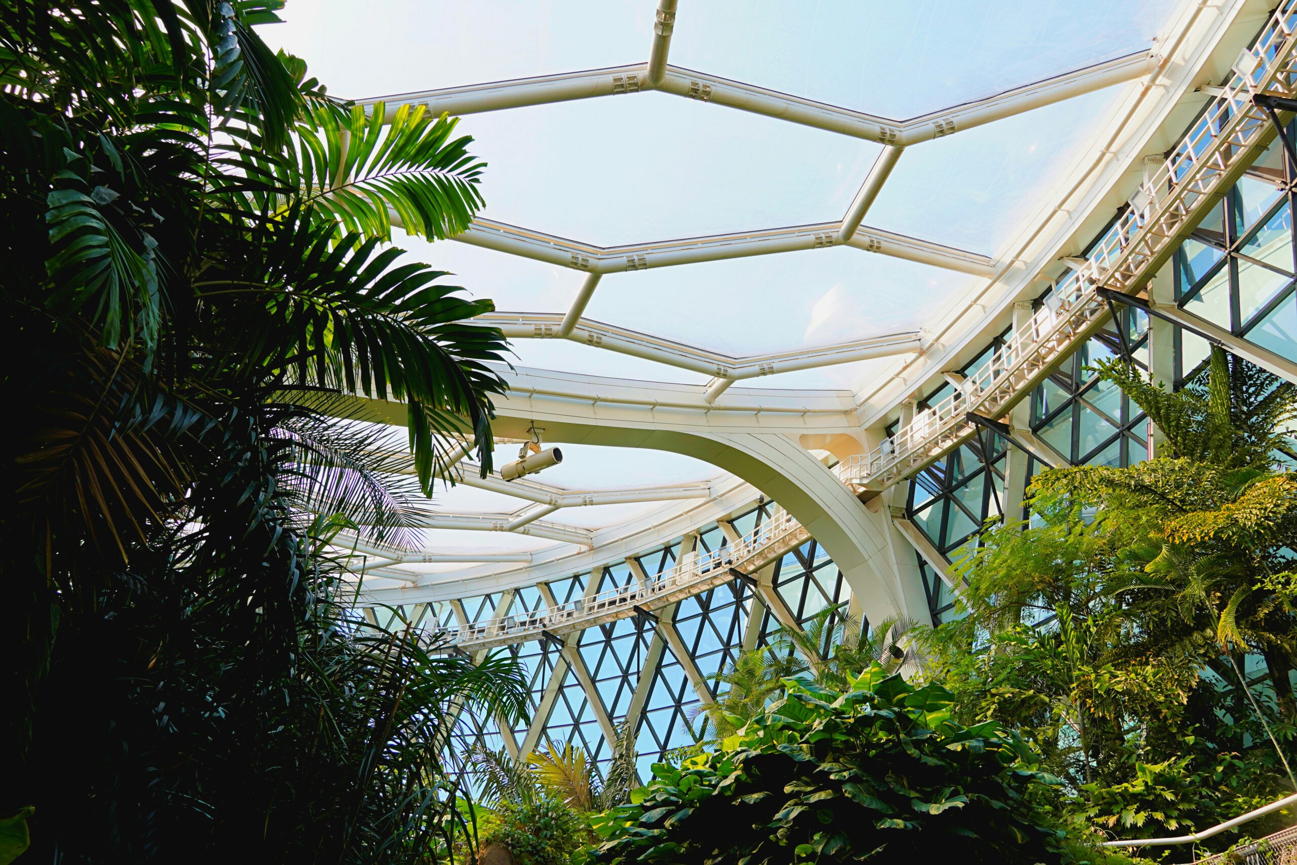 Looking upward in a terrarium with a hexagonal, transparent roof